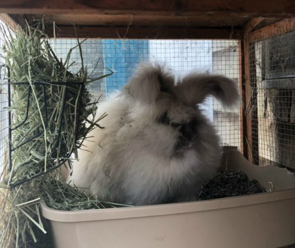Litter Box Training Rabbits The Cape Coop