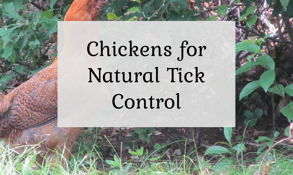 Chickens Natural Tick Control The Cape Coop
