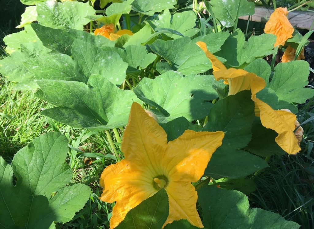Rabbit Manure in the Garden The Cape Coop