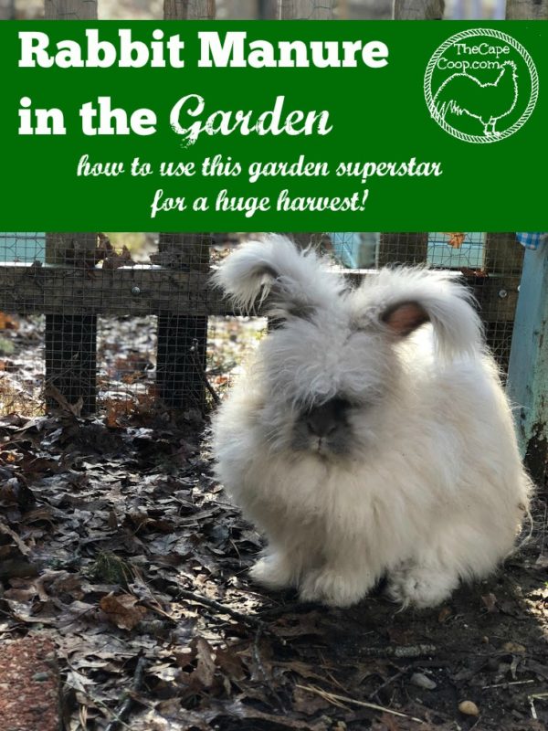 Rabbit Manure in the Garden The Cape Coop
