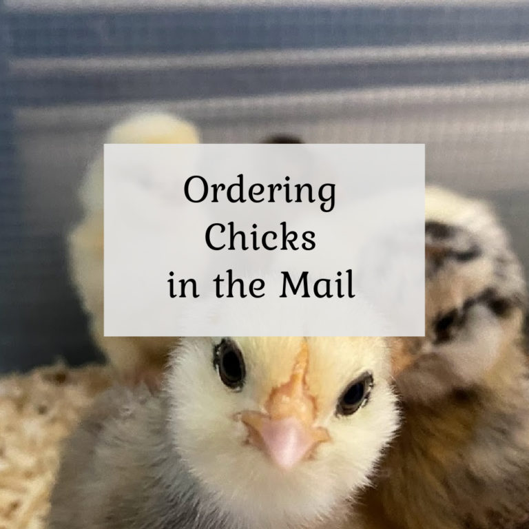 Ordering Chicks in the mail