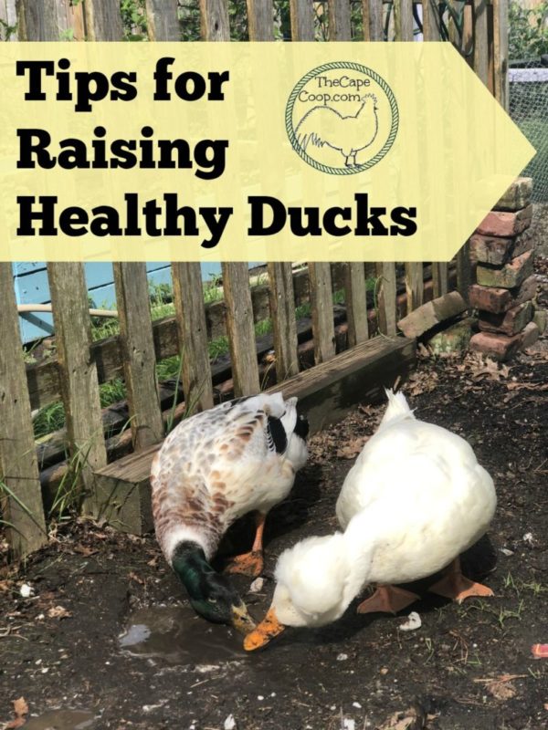 Tips For Raising Healthy Ducks - The Cape Coop