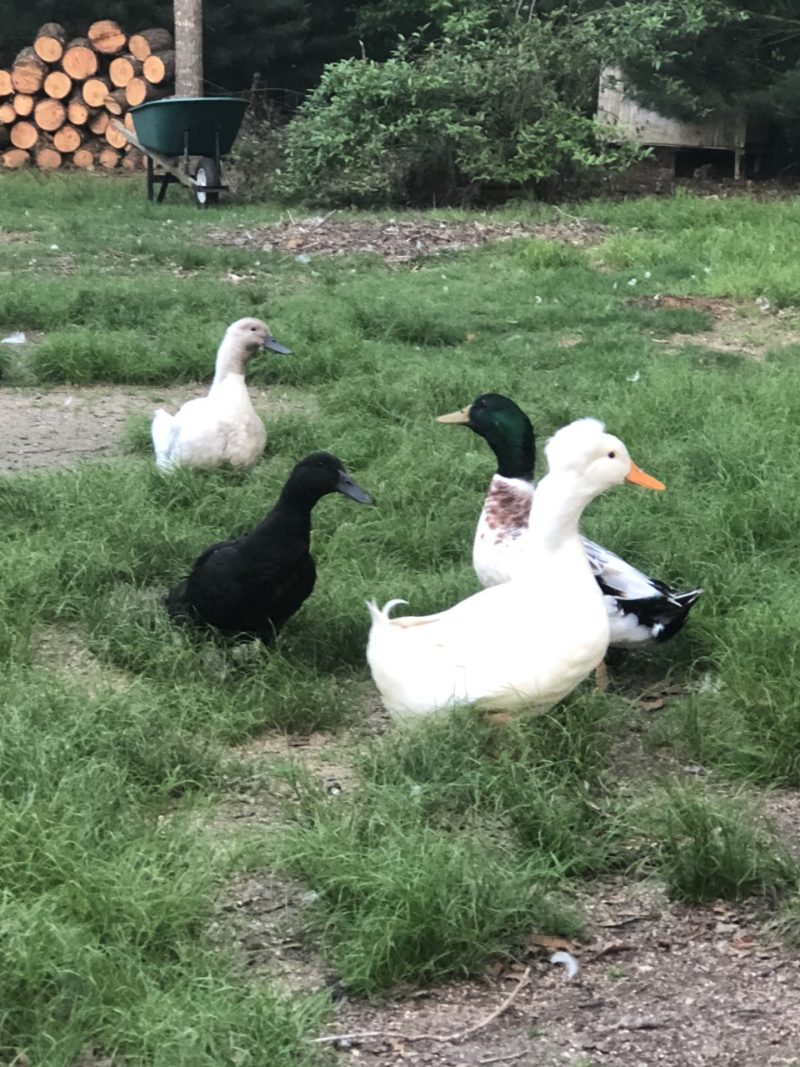 4 Ways to Keep Your Ducks and Geese Happy and Healthy – Mazuri