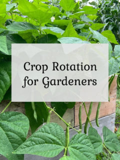 Crop Rotation for Gardeners