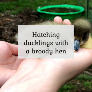 Hatching ducklings with a broody hen