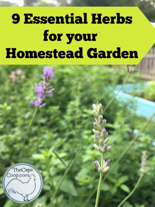 9 Essential Herbs for your Homestead Garden