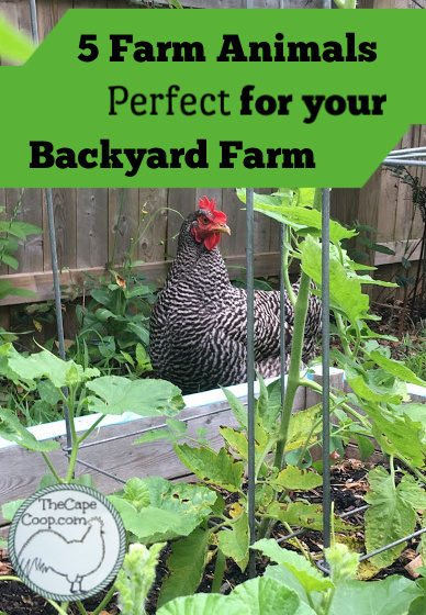 5 Farm Animals Perfect for your Backyard Farm - The Cape Coop