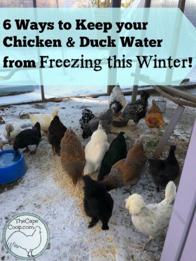 6 Ways to Keep Chicken & Duck Water from Freezing this Winter