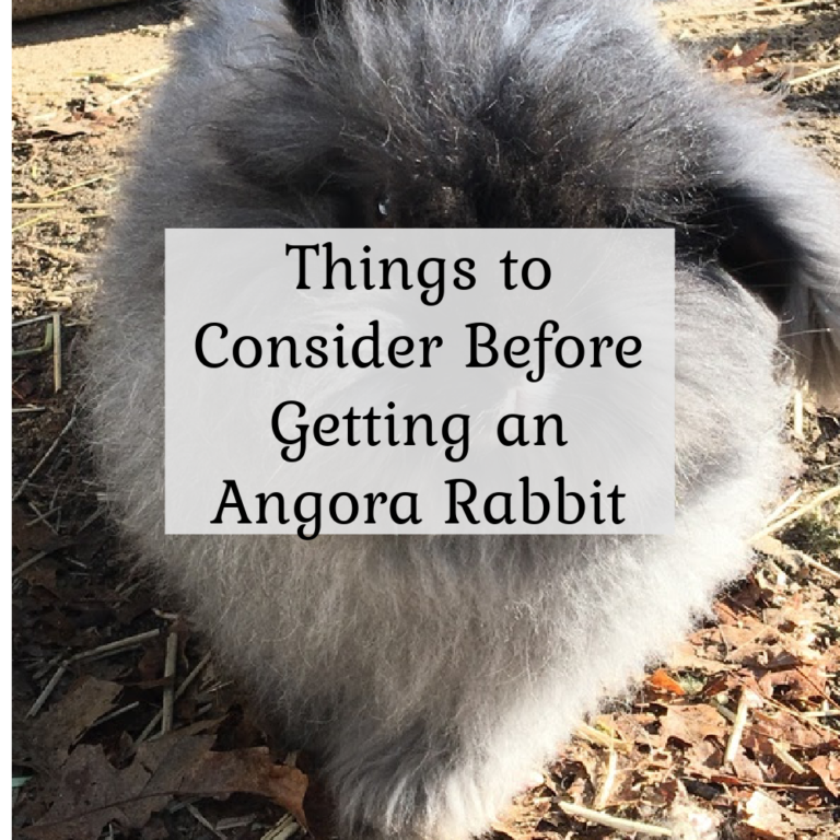 Things to Consider Before Getting an Angora Rabbit