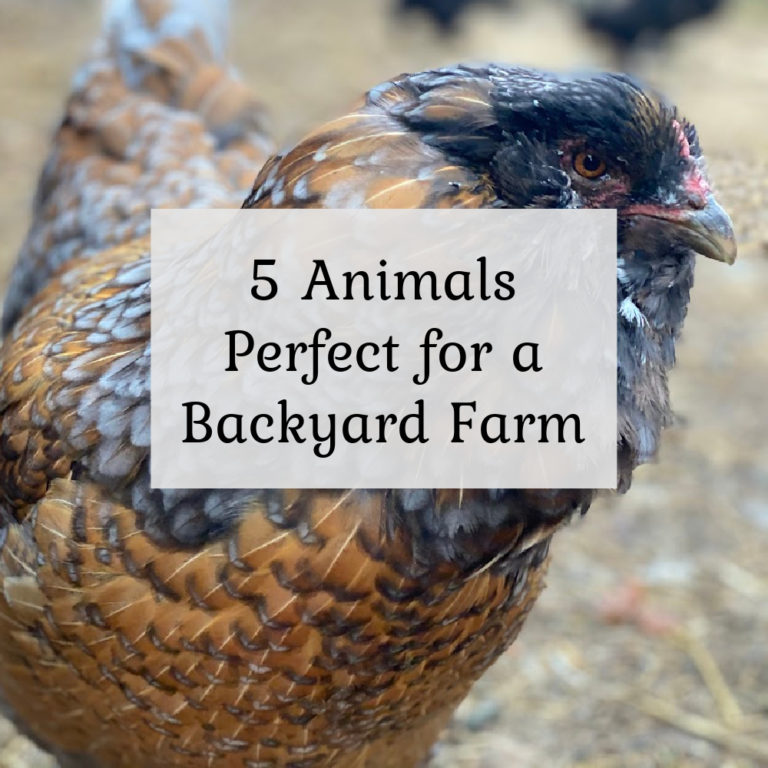 5 Farm Animals Perfect for your Backyard Farm