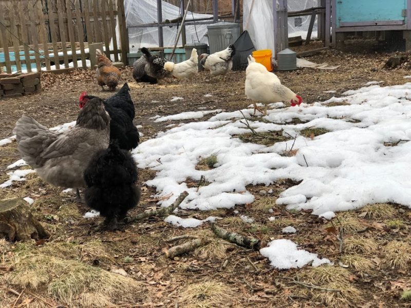 6 ways to keep chicken & duck water from freezing this winter