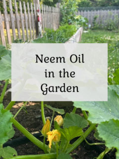 Neem Oil in the Garden