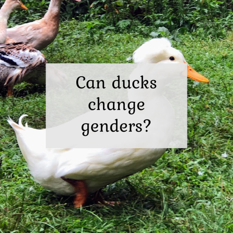 Can Ducks Change Genders?