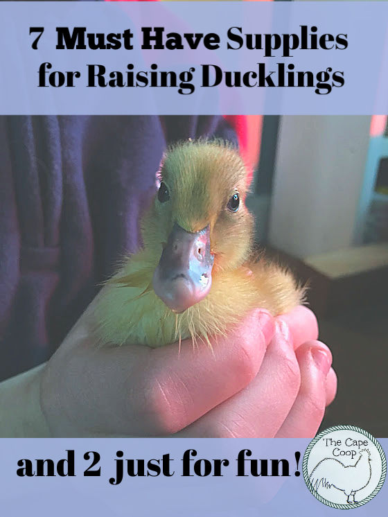 7 Must Have Supplies for Raising Ducklings