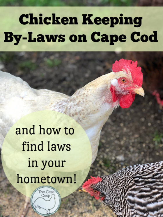 Chicken Keeping By-Laws on Cape Cod & how to find laws in your hometown