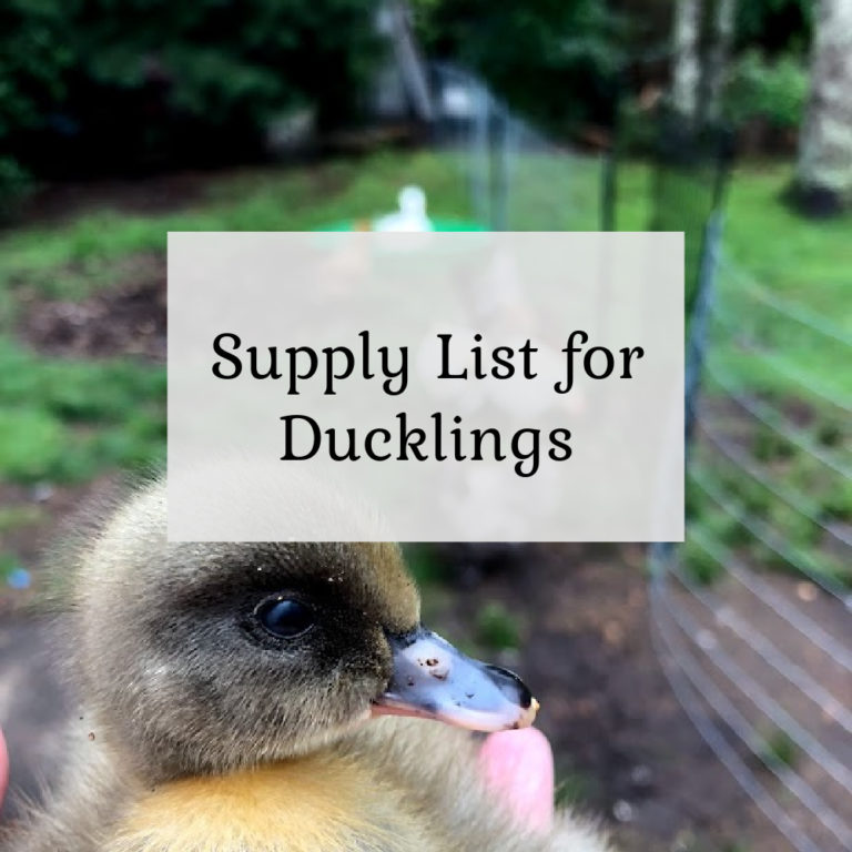 Supply List for Ducklings