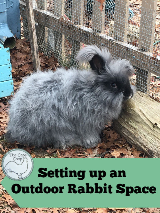 Setting Up An Outdoor Rabbit Space The Cape Coop