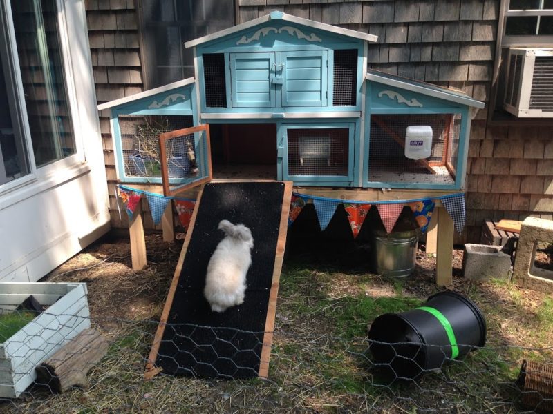 Setting up an Outdoor Rabbit Space