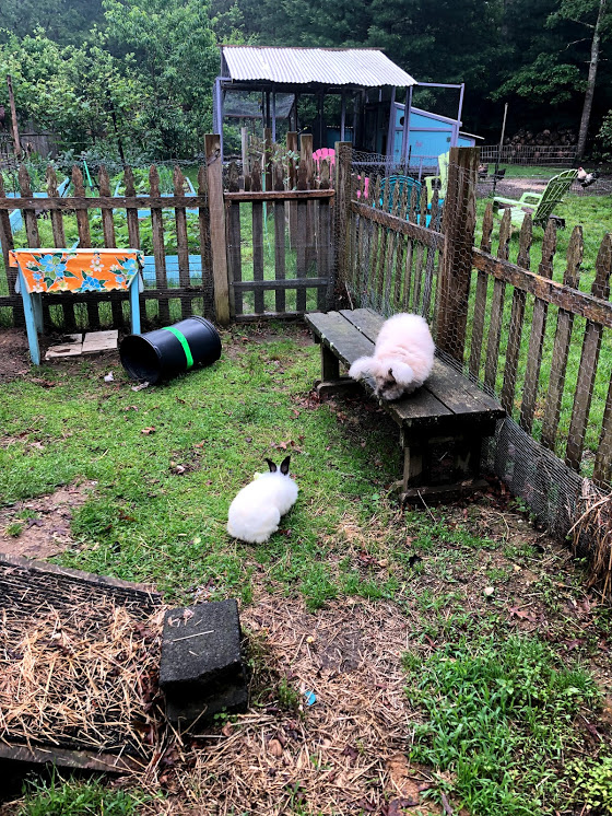 Setting up an Outdoor Rabbit Space
