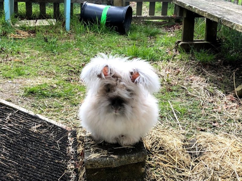 Setting up an Outdoor Rabbit Space