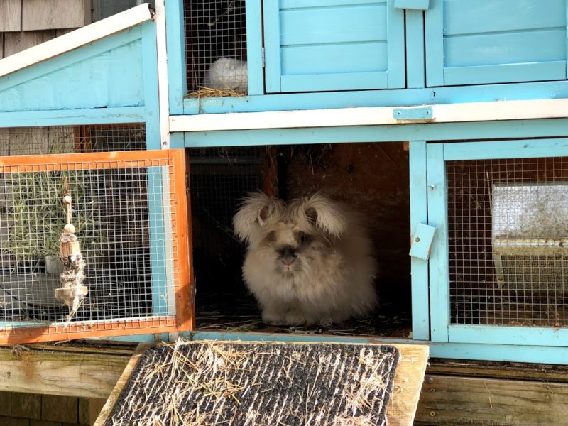 Setting up an Outdoor Rabbit Space