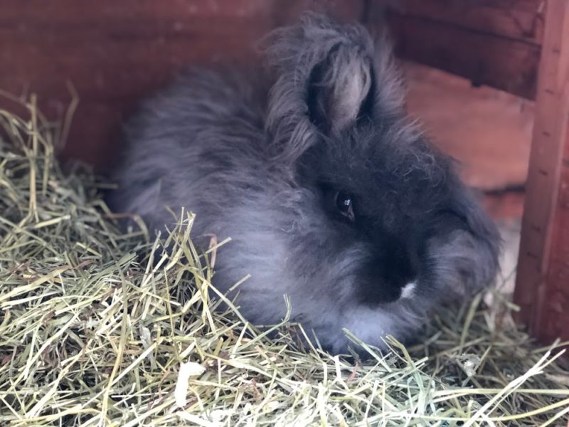 Setting up an Outdoor Rabbit Space