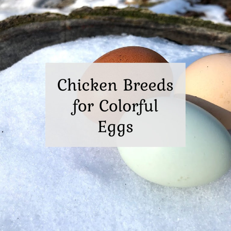 Chicken Breeds for Colorful Eggs
