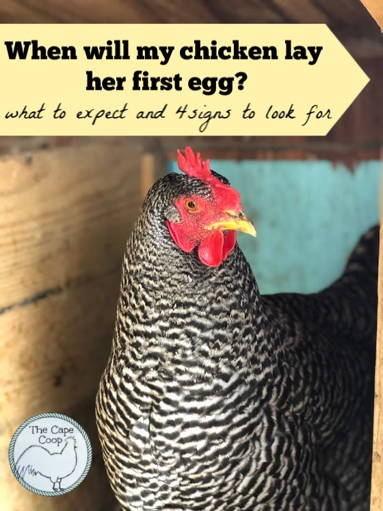 When will my chicken lay her first egg?