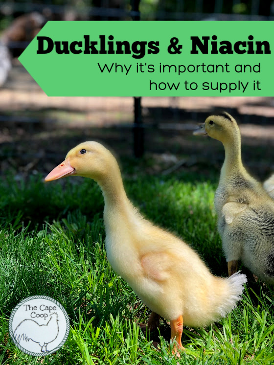Ducklings & Niacin, why it's important and how to supply it