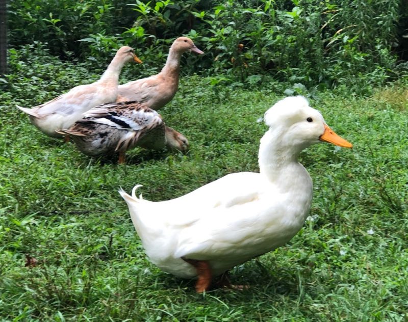 Ducklings & Niacin