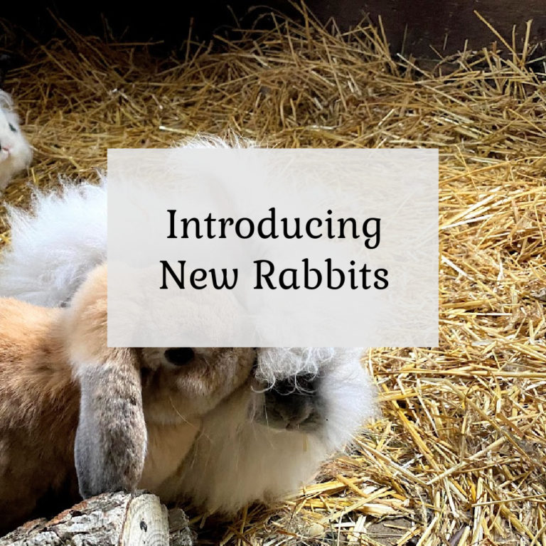 Introducing New Rabbits