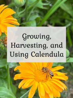 Growing, Harvesting, and Using Calendula