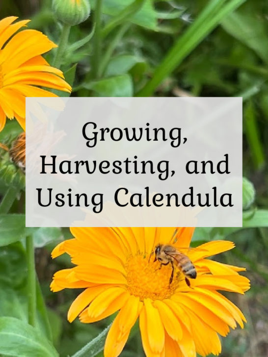 Growing, Harvesting & Using Calendula