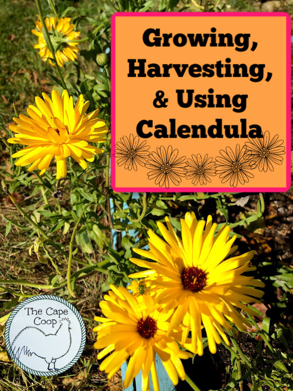 Growing, harvesting & using calendula