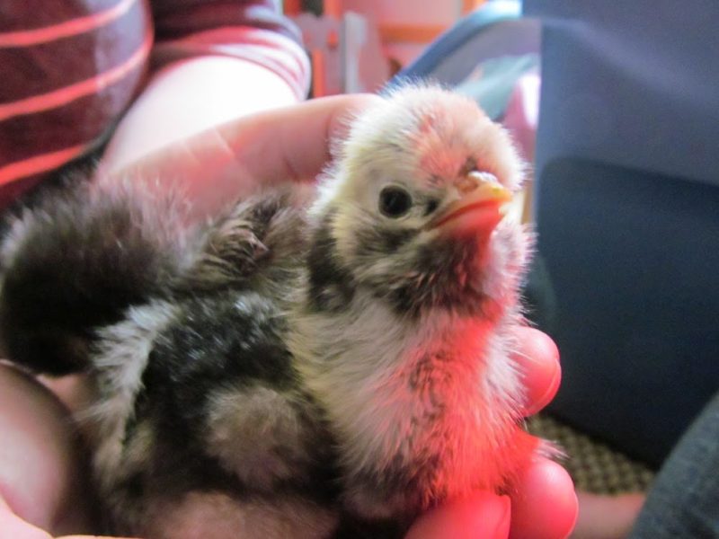 How do chicks breath inside an egg?