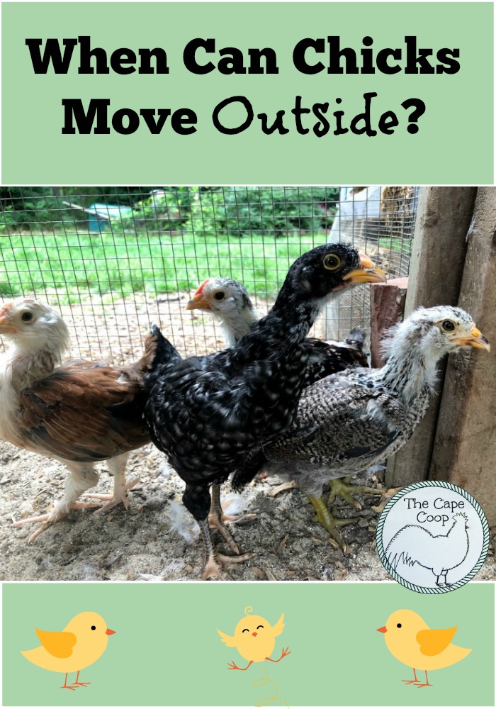 When can chicks move outside?