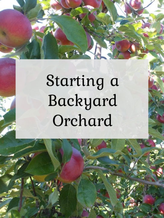 Starting a Backyard Orchard