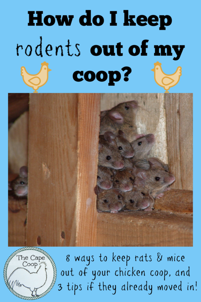 How do I keep rodents out of my coop? 8 ways to keep rats & mice out of your chicken coop and 3 tips if they have already moved in!