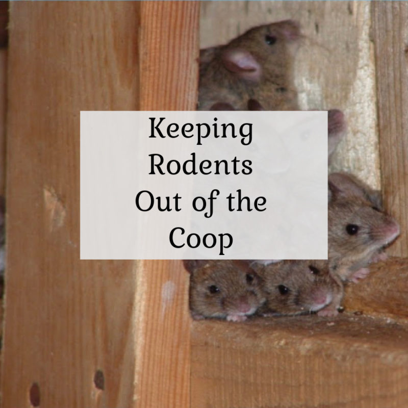 How do I keep rodents out of my coop?