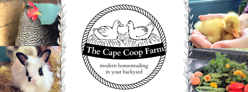 Diy Brooder Box The Cape Coop