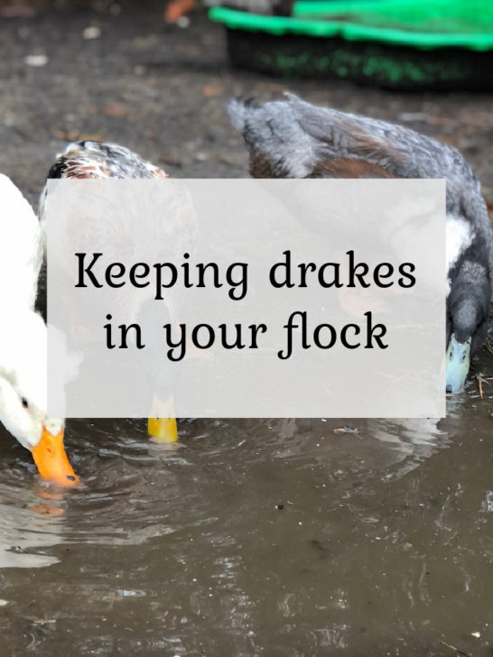 Keeping Drakes in your Duck Flock