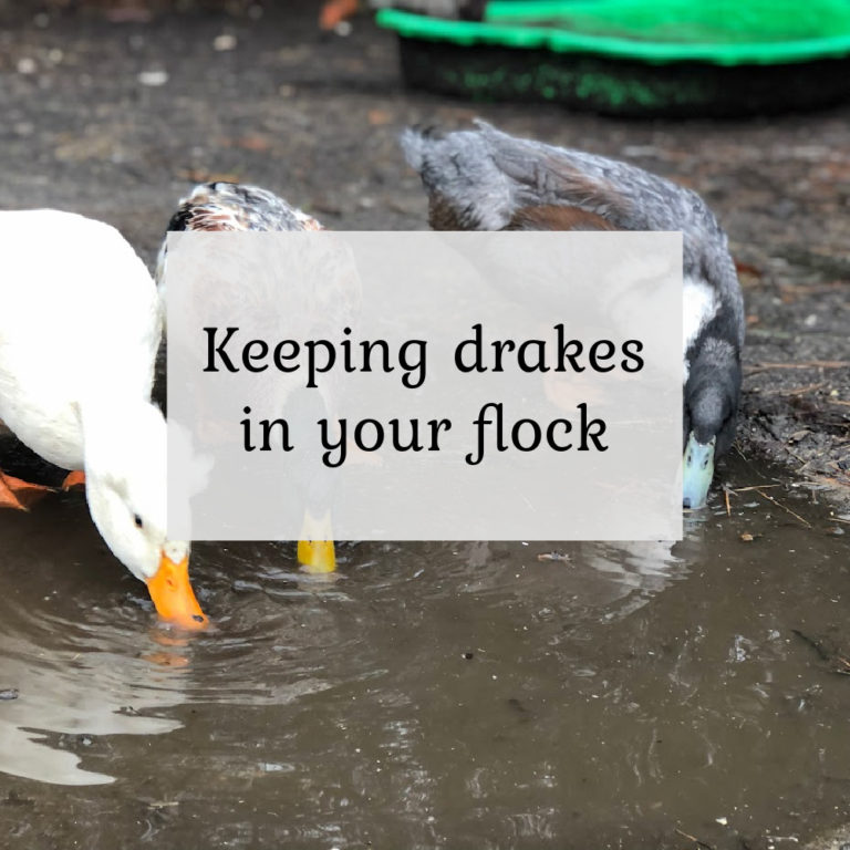 Keeping Drakes in your Duck Flock
