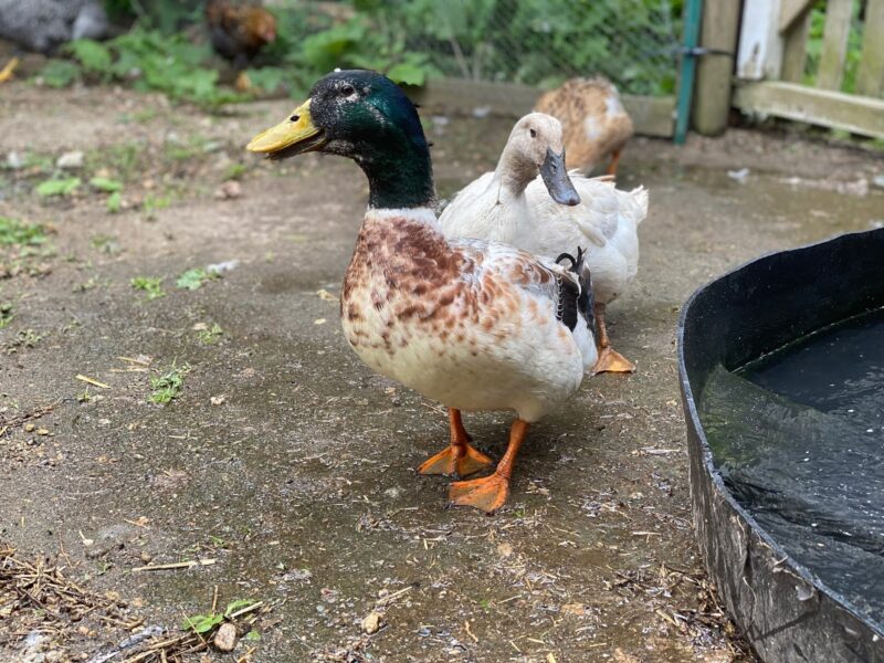 Keeping Drakes in your Duck Flock - The Cape Coop