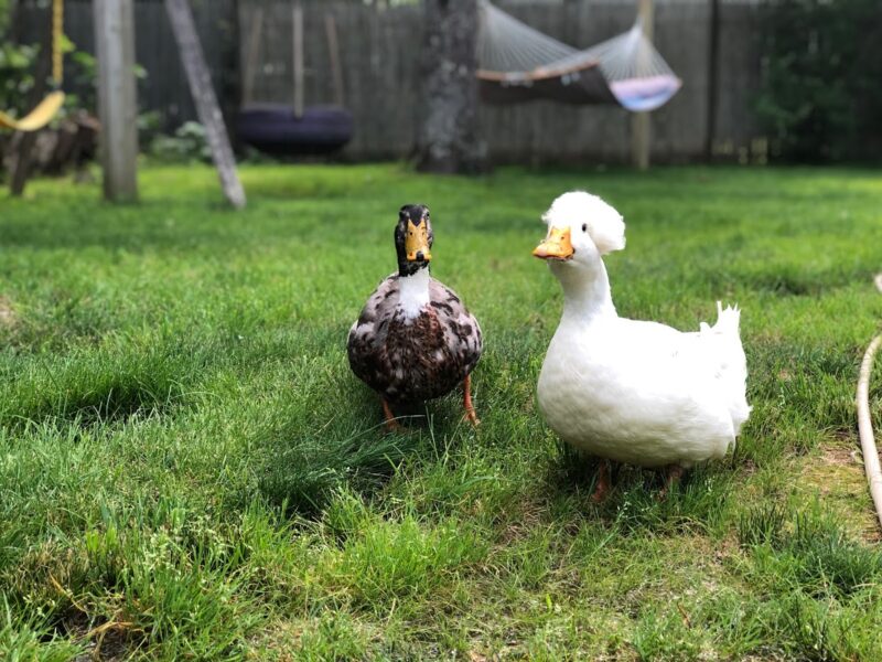 Keeping Drakes in your Duck Flock - The Cape Coop