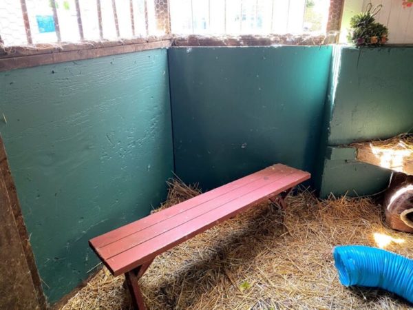 Homemade Rabbit Stall Making a Bunny Barn - Rabbit Enclosure in Barn Stall - The Cape Coop