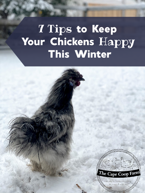 7 Tips to Keep Your Chicken Happy This Winter