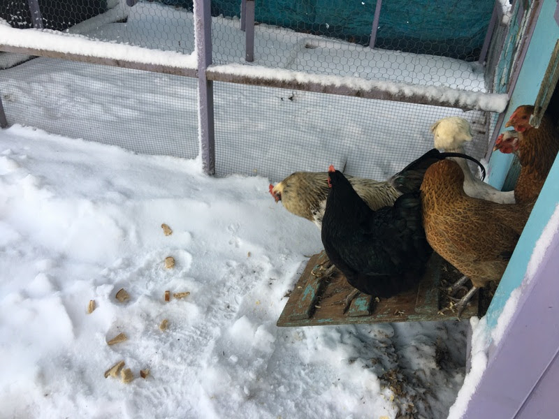 7 Tips to Keep Your Chicken Happy This Winter