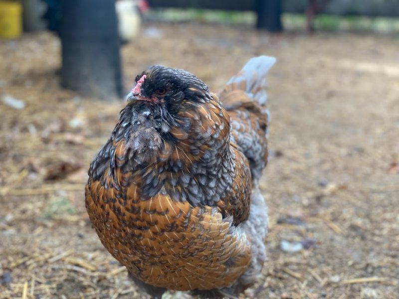 Vaccines for your chicken flock