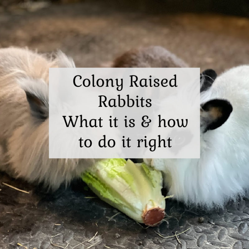 colony raised rabbits what it is and how to do it right