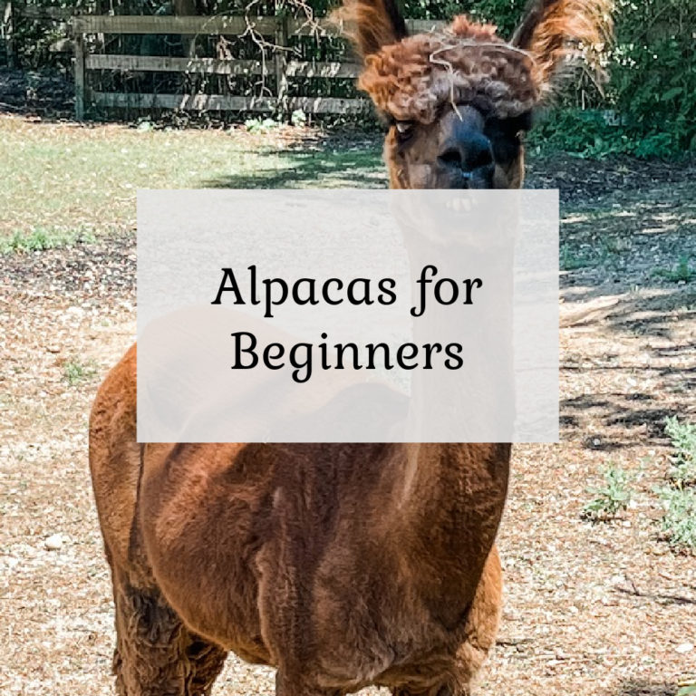 Alpacas for Beginners